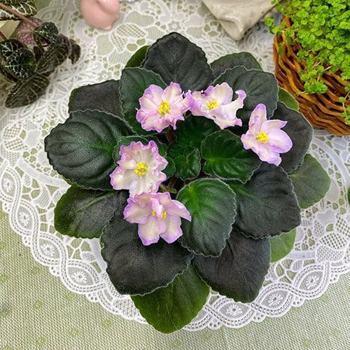 Hawaiian Pearl s27 фото