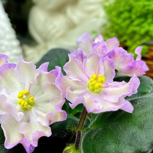 Hawaiian Pearl s27 фото