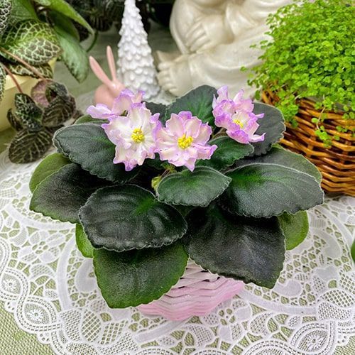 Hawaiian Pearl s27 фото