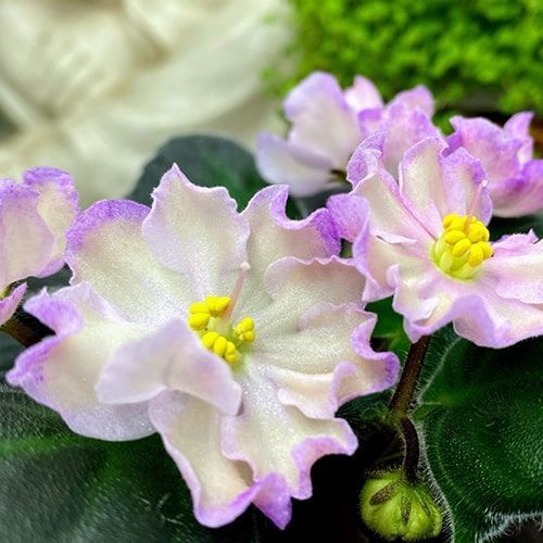 Hawaiian Pearl s27 фото