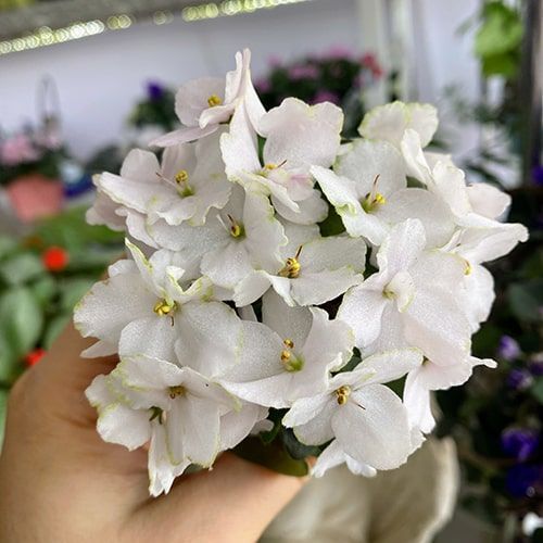 Honey Puff m32 фото