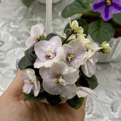 Honey Puff m32 фото