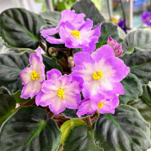 Hawaiian Pearl s27 фото
