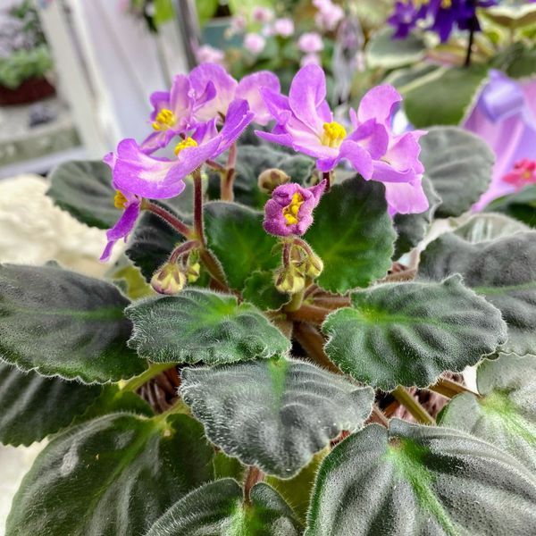 Hawaiian Pearl s27 фото