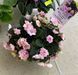 Pink Mint t37 фото 2