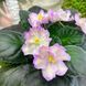 Hawaiian Pearl s27 фото 1