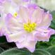 Hawaiian Pearl s27 фото 9