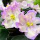 Hawaiian Pearl s27 фото 2