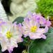 Hawaiian Pearl s27 фото 3
