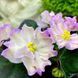 Hawaiian Pearl s27 фото 4