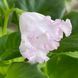 Lana-Свет Софитов (спорт) s300 фото 3