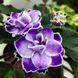 Humako Lila Wave s28 фото 1
