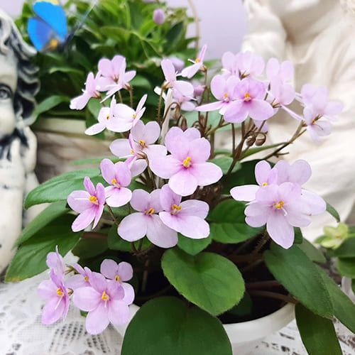 Pixie Pink t39 фото