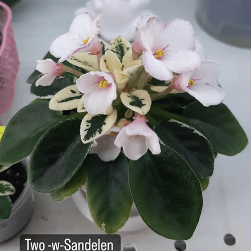 Two-w Sandellen m133 фото