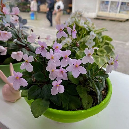 Pixie Pink t39 фото