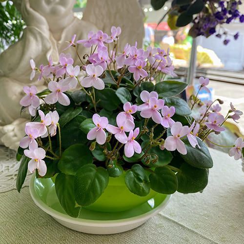 Pixie Pink t39 фото