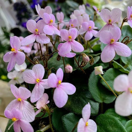 Pixie Pink t39 фото