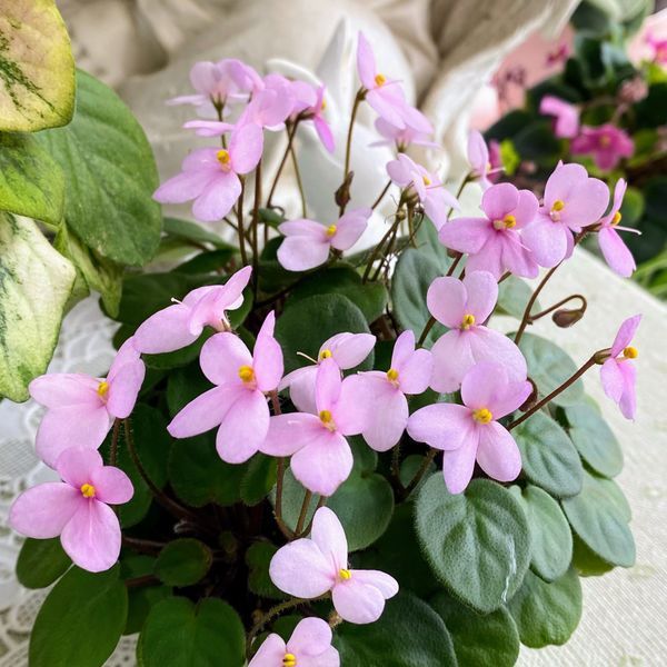 Pixie Pink t39 фото