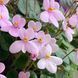 Pixie Pink t39 фото 17