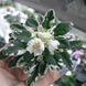 Two-w Sandellen m133 фото 3