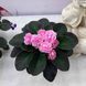 Humako Pink Wave s29 фото 1