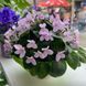 Pixie Pink t39 фото 4