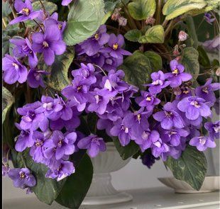 Ramblin Amethyst t40 фото