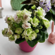 Irish Flirt m37 фото 1