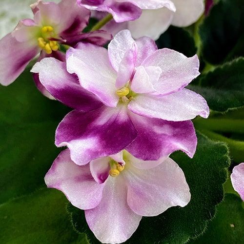 Mac's Southern Springtime m66d1 фото
