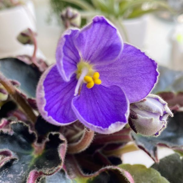 VI-Purple Galaxy m138 фото