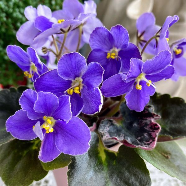 VI-Purple Galaxy m138 фото