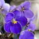 VI-Purple Galaxy m138 фото 9