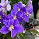 VI-Purple Galaxy m138 фото 10