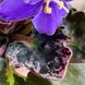 VI-Purple Galaxy m138 фото 8