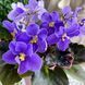 VI-Purple Galaxy m138 фото 7
