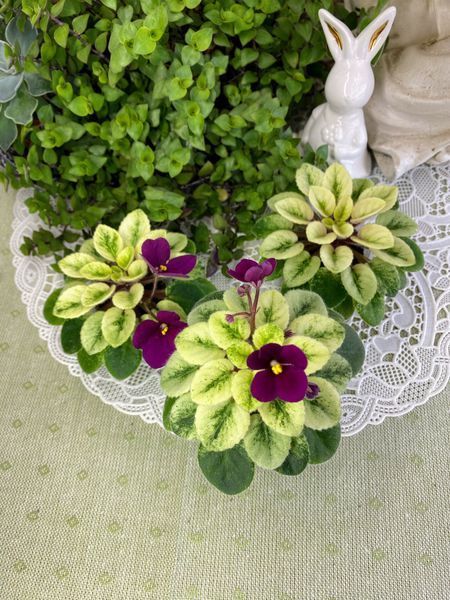 Jolly Mell m45 фото