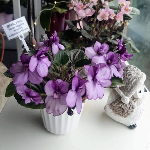 Maas Angelina m56d фото