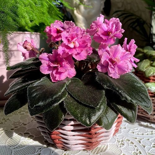 Queen Sabrina m94 фото