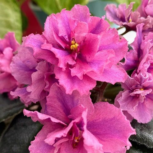 Queen Sabrina m94 фото