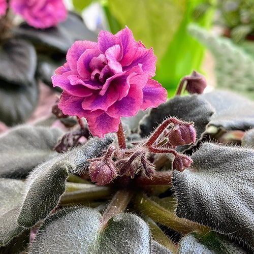 Queen Sabrina m94 фото