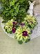 Jolly Mell m45 фото 3