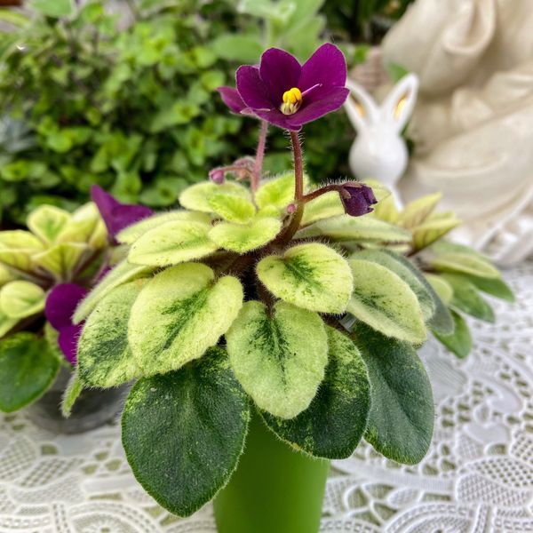 Jolly Mell m45 фото