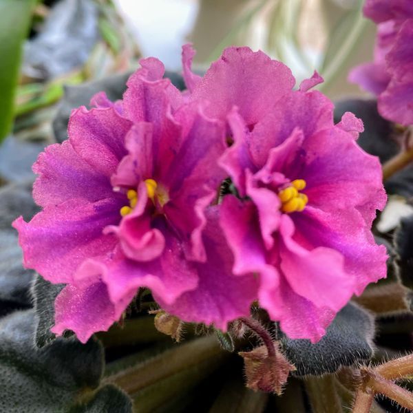 Queen Sabrina m94 фото