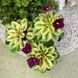 Jolly Mell m45 фото 10