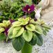 Jolly Mell m45 фото 7