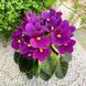Jolly Mell m45 фото 9