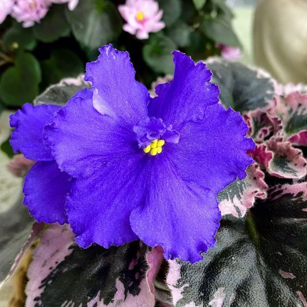 Optimara Modesty s41 фото