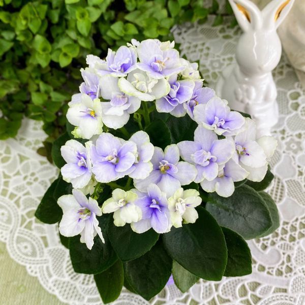 Jolly Orchid m46 фото
