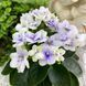 Jolly Orchid m46 фото 8