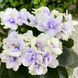 Jolly Orchid m46 фото 6